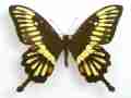 Papilio lormieri (abb) Internet Image property of respective owner, non-commercial use only